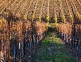 Immagine 5 di VERDICCHIO DEI CASTELLI DI JESI D.O.C. CLASSICO SUPERIORE ANDREA FELICI