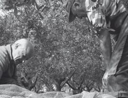 Immagine 2 di OLIO EXTRAVERGINE DI OLIVA BIO DELLA CILESTRA BLEND DI QUALITA' SUPERIORE