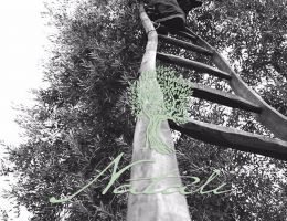 Immagine 4 di OLIO EXTRAVERGINE DI OLIVA BIO DELLA CILESTRA BLEND DI QUALITA' SUPERIORE