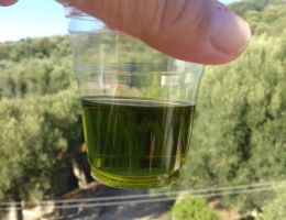 Immagine 3 di OLIO EXTRAVERGINE DI OLIVA CULTIVAR PISCIOTTANA DEL CILENTO CATEGORIA SUPERIORE