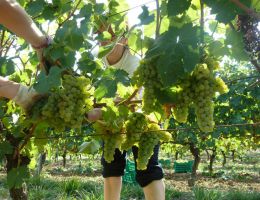 Immagine 4 di VERDICCHIO DI MATELICA D.O.C. COLLESTEFANO