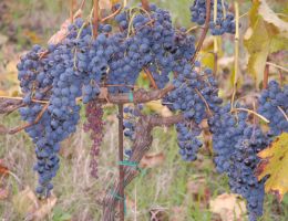 Immagine 3 di MARCHE MONTEPULCIANO I.G.T. CRIMSON