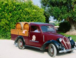 Immagine 5 di MARCHE CABERNET SAUVIGNON I.G.T. AKRONTE