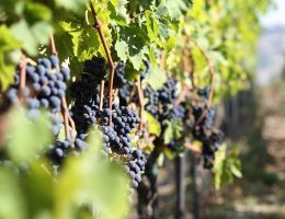 Immagine 4 di MARCHE MONTEPULCIANO I.G.T. REGINA DEL BOSCO