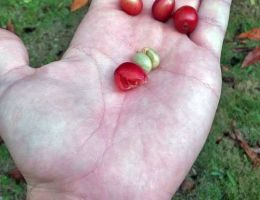 Immagine 2 di CAFFE' EL SALVADOR PROGETTO SPERIMENTALE IN GRANI DI ALTA QUALITA'