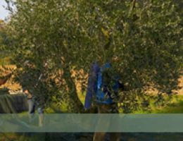 Immagine 4 di OLIO EXTRAVERGINE DI OLIVA CULTIVAR PIANTONE DI FALERONE DI CATEGORIA SUPERIORE