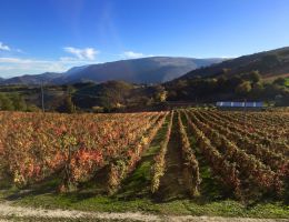 Immagine 3 di VERNACCIA NERA DI SERRAPETRONA D.O.C. ROBBIONE
