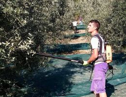 Immagine 2 di OLIO EXTRAVERGINE DI OLIVA BIO BLEND DI QUALITA' SUPERIORE ORGILLA