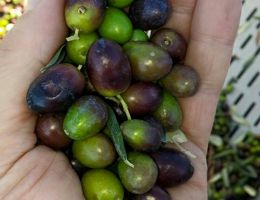 Immagine 3 di OLIO EXTRAVERGINE DI OLIVA BIO BLEND DI QUALITA' SUPERIORE ORGILLA