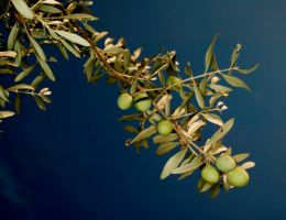 Immagine 4 di OLIO EXTRAVERGINE DI OLIVA BIO BLEND DI QUALITA' SUPERIORE ORGILLA