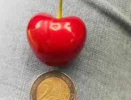 Immagine 5 di CONFETTURA EXTRA DI CILIEGIE