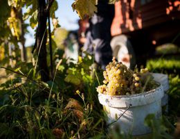 Immagine 2 di BIANCHELLO DEL METAURO D.O.C. BORGO TORRE