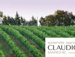 Immagine 4 di BIANCHELLO DEL METAURO D.O.C. BORGO TORRE