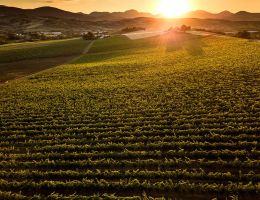 Immagine 2 di VERDICCHIO DI MATELICA RISERVA D.O.C.G. SENEX