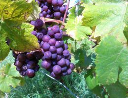 Immagine 3 di REFOSCO DAL PENDUNCOLO ROSSO D.O.C: MORUS NIGRA