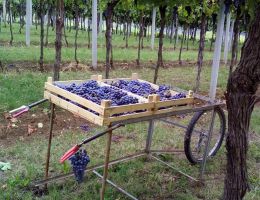 Immagine 3 di RECIOTO CLASSICO DELLA VALPOLICELLA D.O.C.