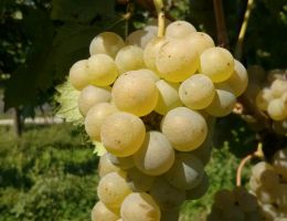 Immagine 2 di C.O.F. RIBOLLA GIALLA D.O.C. SPUMANTE TERESA RAIZ