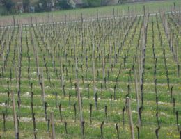 Immagine 3 di C.O.F. RIBOLLA GIALLA D.O.C. SPUMANTE TERESA RAIZ