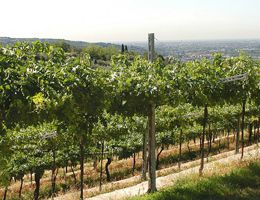 Immagine 3 di VALPOLICELLA RIPASSO CLASSICO SUPERIORE D.O.C. I PROGNI