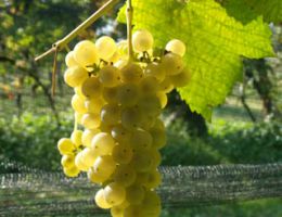 Immagine 2 di C.O.F. RAMANDOLO VENDEMMIA TARDIVA D.O.C.G. SOTTOZONA RAMANDOLO