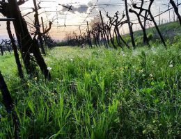 Immagine 2 di RECIOTO DI SOAVE D.O.C.G. CALPREA