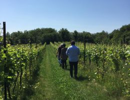 Immagine 3 di RECIOTO DI SOAVE D.O.C.G. CALPREA