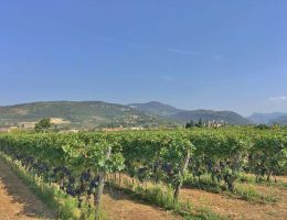 Immagine 2 di AMARONE DELLA VALPOLICELLA RISERVA D.O.C.G. CAMPO INFERI