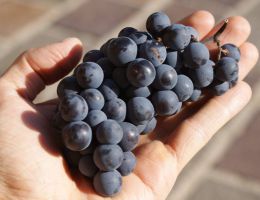 Immagine 3 di AMARONE DELLA VALPOLICELLA RISERVA D.O.C.G. CAMPO INFERI