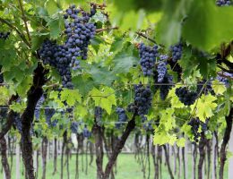 Immagine 4 di AMARONE DELLA VALPOLICELLA RISERVA D.O.C.G. CAMPO INFERI