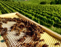 Immagine 2 di SOAVE CLASSICO D.O.C. VIGNETO SENGIALTA