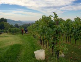 Immagine 3 di SOAVE CLASSICO D.O.C. VIGNETO SENGIALTA