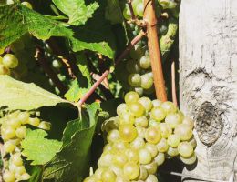 Immagine 3 di VESPA BIANCO CRU BASTIANICH