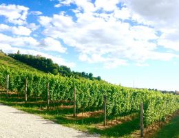 Immagine 4 di VESPA BIANCO CRU BASTIANICH