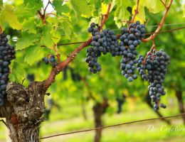 Immagine 3 di C.O.F.MERLOT D.O.C. VICOROSSO