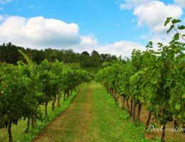 Immagine 4 di C.O.F.MERLOT D.O.C. VICOROSSO