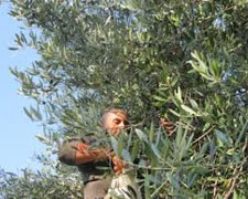 Immagine 2 di OLIO EXTRAVERGINE DI OLIVA BLEND DI QUALITA' SUPERIORE