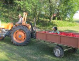 Immagine 3 di OLIO EXTRAVERGINE DI OLIVA BLEND DI QUALITA' SUPERIORE