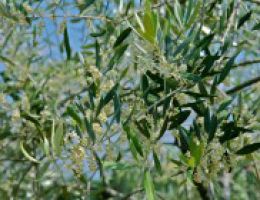 Immagine 4 di OLIO EXTRAVERGINE DI OLIVA BLEND DI QUALITA' SUPERIORE