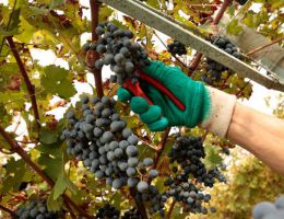 Immagine 2 di RECIOTO DELLA VALPOLICELLA D.O.C.G. CLASSICO