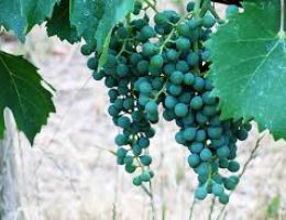 Immagine 4 di BARDOLINO CLASSICO D.O.C. LE FRAGHE