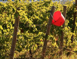 Immagine 5 di BARDOLINO CLASSICO D.O.C. LE FRAGHE