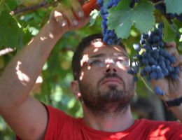 Immagine 2 di TAI ROSSO D.O.C. COLLI BERICI CANTINA E VIGNETO PEGORARO