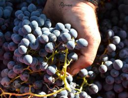 Immagine 3 di TAI ROSSO D.O.C. COLLI BERICI CANTINA E VIGNETO PEGORARO