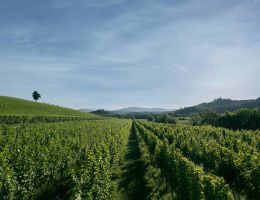 Immagine 2 di C.O.F. BIANCO D.O.C. GRAMOGLIANO