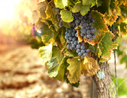 Immagine 3 di RECIOTO CLASSICO DELLA VALPOLICELLA ACINATICO D.O.C.G.