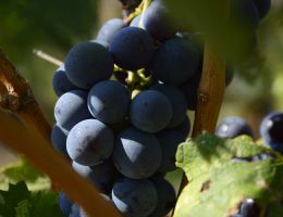 Immagine 2 di VALPOLICELLA D.O.C. SUPERIORE