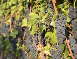 Immagine 3 di VALPOLICELLA D.O.C. SUPERIORE