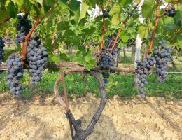 Immagine 4 di F.C.O. ROSAZZO PIGNOLO D.O.C. VIGNETI ABBAZIA DI ROSAZZO