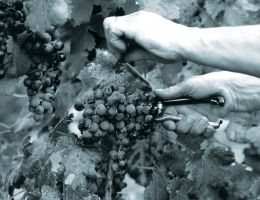 Immagine 5 di F.C.O. ROSAZZO PIGNOLO D.O.C. VIGNETI ABBAZIA DI ROSAZZO