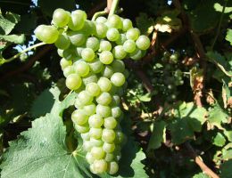 Immagine 2 di I.G.T. VENEZIA GIULIA BLANCS DES ROSIS LINEA DEI FIORI